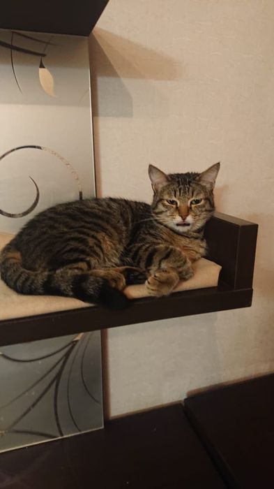 Молоденький котик