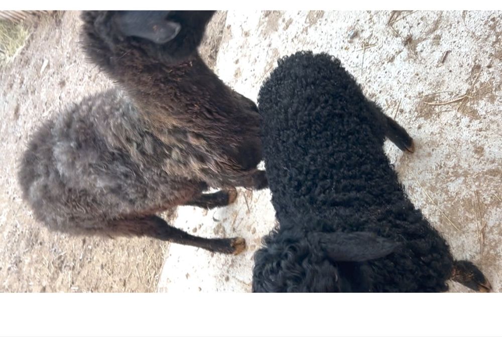 қозылы қой. 2жарым айлык