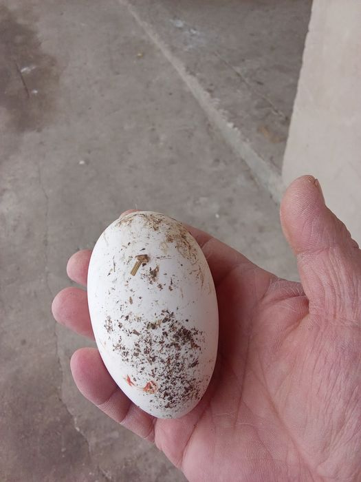 Продам Гус. Каз сатамын.