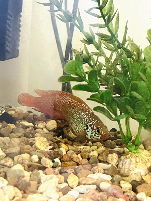 Продам аквариум