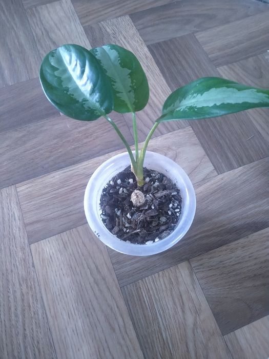 Аглонемалар сатылымда!!!