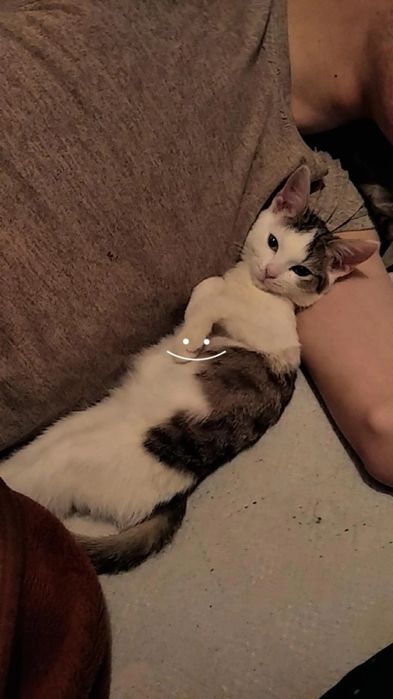 Отдам в добрые руки 2 котят