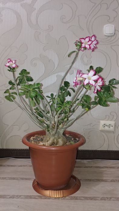 Продам цветок АДЕНИУМ!