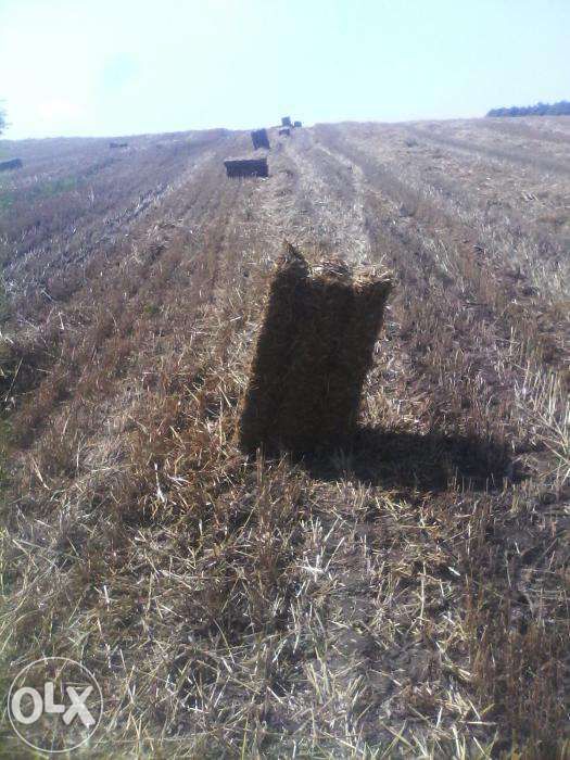 Vind baloți de grîu și ovăs, prețul variază  în funcție cantitate 0741