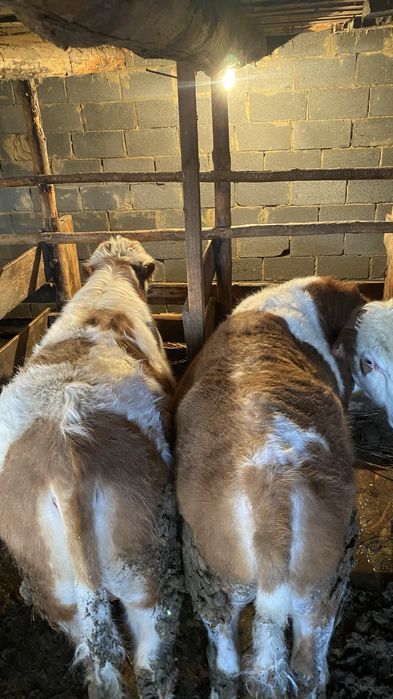 Бычки откормленные