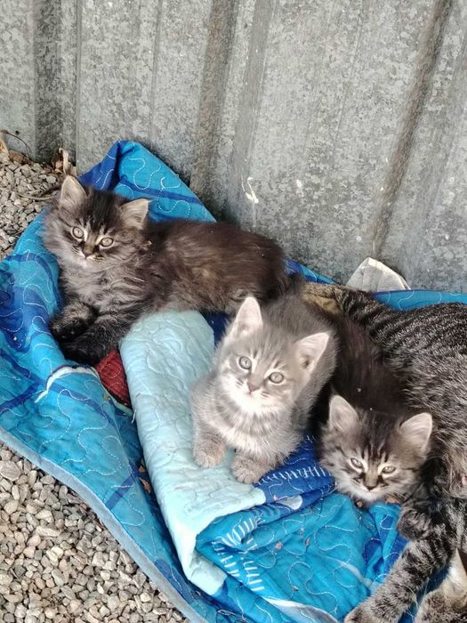 Отдам котят в хорошие руки