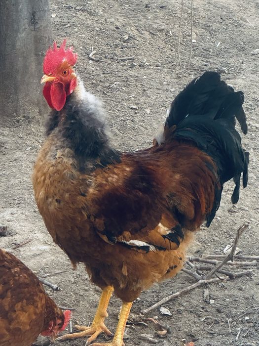 Кораз сатылады 6300тг