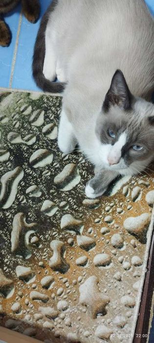 Биба и Боба Сноу шу  ,  Сара скоттиш страйт