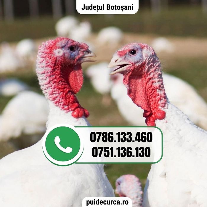 Pui curca 1.5 - 2 kg (livrari in 16 judete)