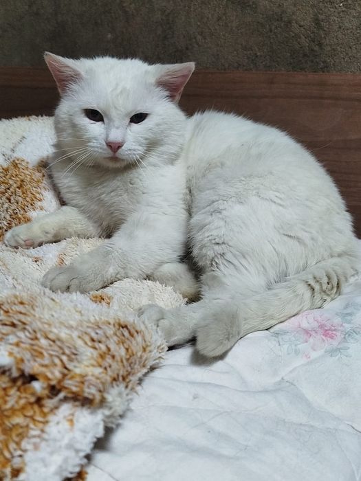 Малыш ищет мампап!