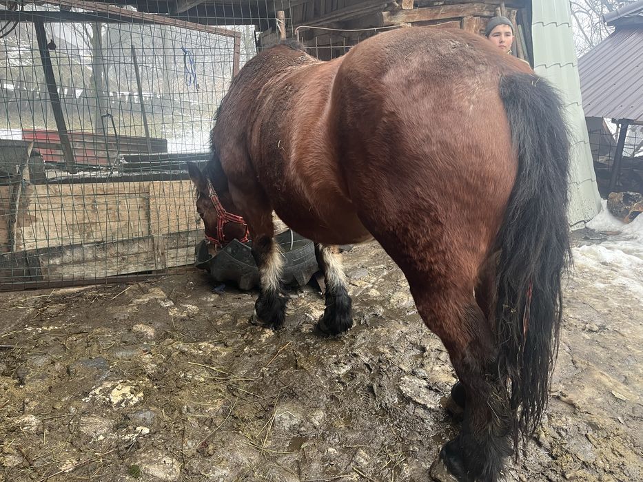 Iapa de vanzare  de 9 ani