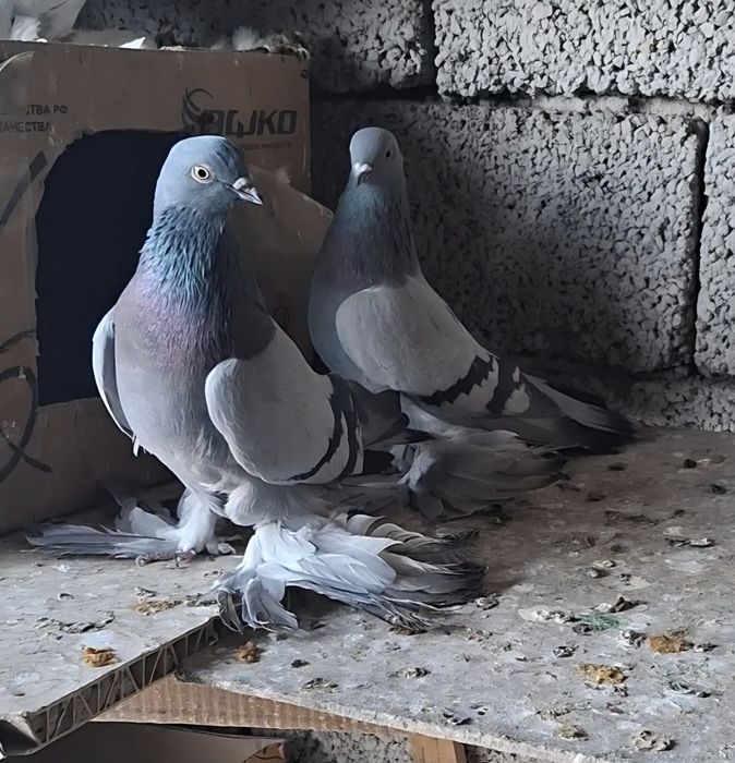 Голуби на продажу