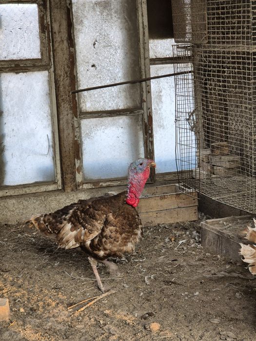 Индюки самцы  на племя узбекская палевая