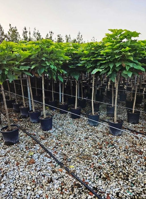 Vând catalpa bungei coroana globular