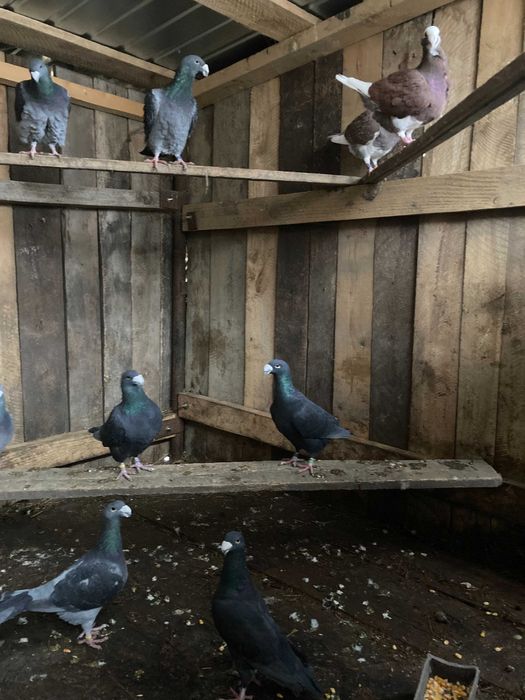 Porumbei germani 40 lei bucata