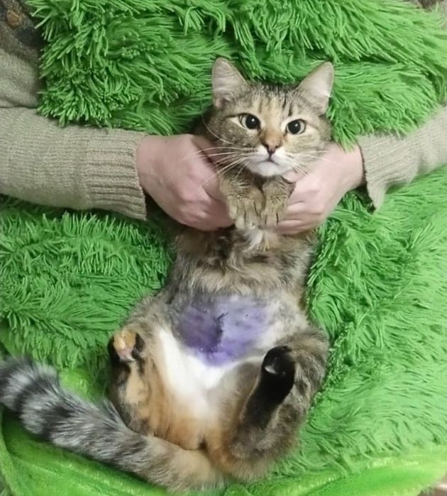 Алиса милашка ищет дом