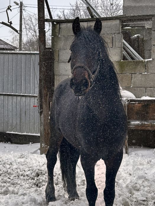 Vand armasar talie mare friz cu trapas