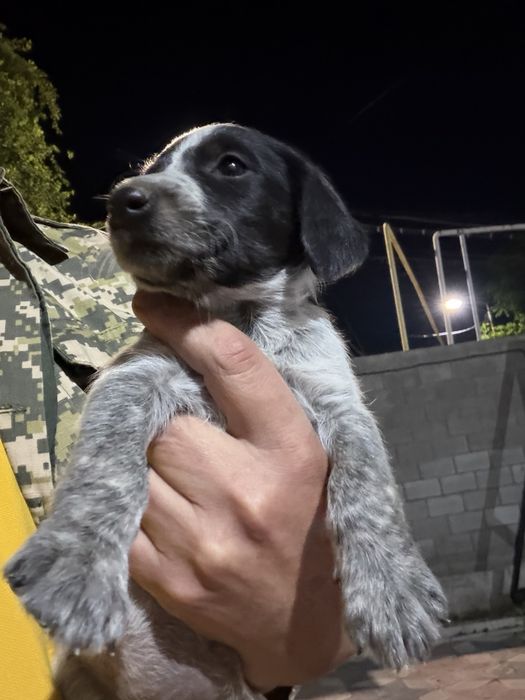 Немецкий дратхаар 1 месяц