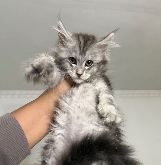 Мейн кун серебристый мальчик