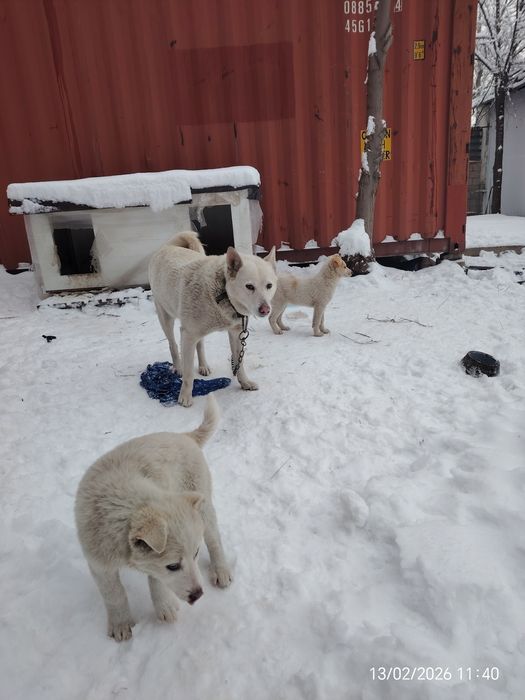 Отдам щенков 2 месяца