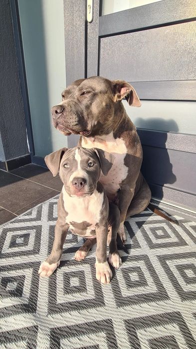 Femela Blue Amstaff 3 luni