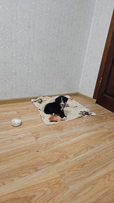Отдам щенка в добрые руки