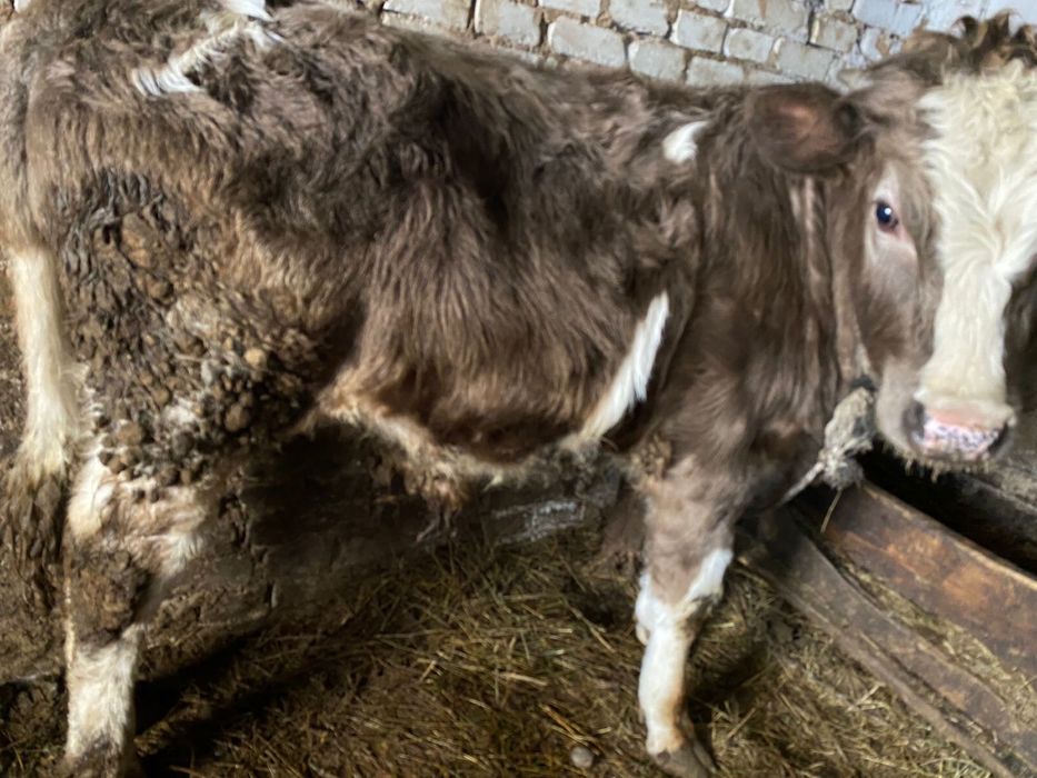 Продам бычки и телка