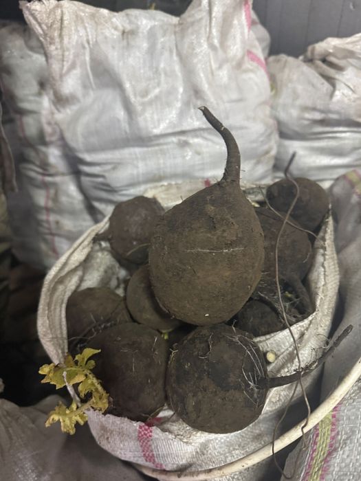 Ridiche neagra  productie proprie