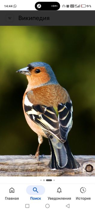 Продам птицу певчую