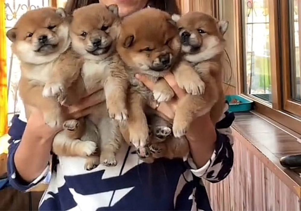 Щенки Ласковые Любимые