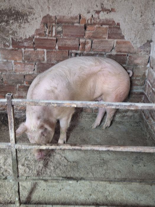 Продавам бял нерез