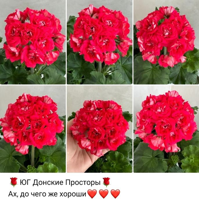 Пеларгония сортовая