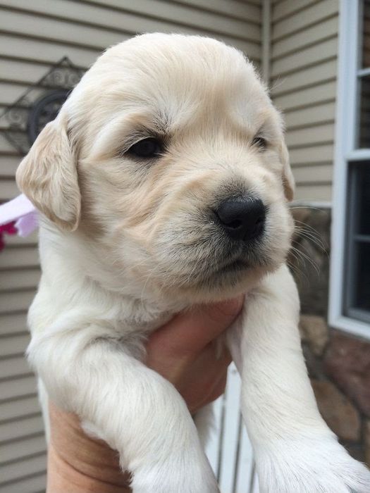 Golden Retriver
