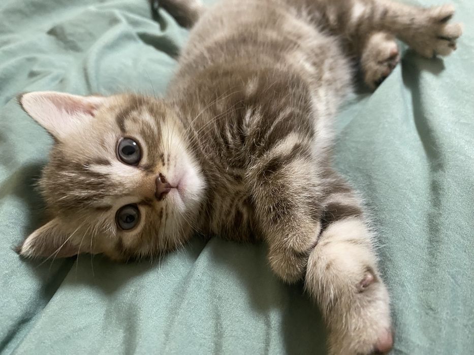 Продам породистых котят