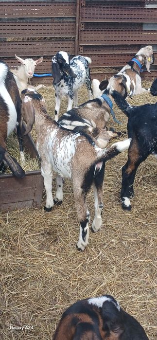 Козлята Нубо Биталы