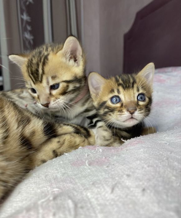 Бенгальские котята