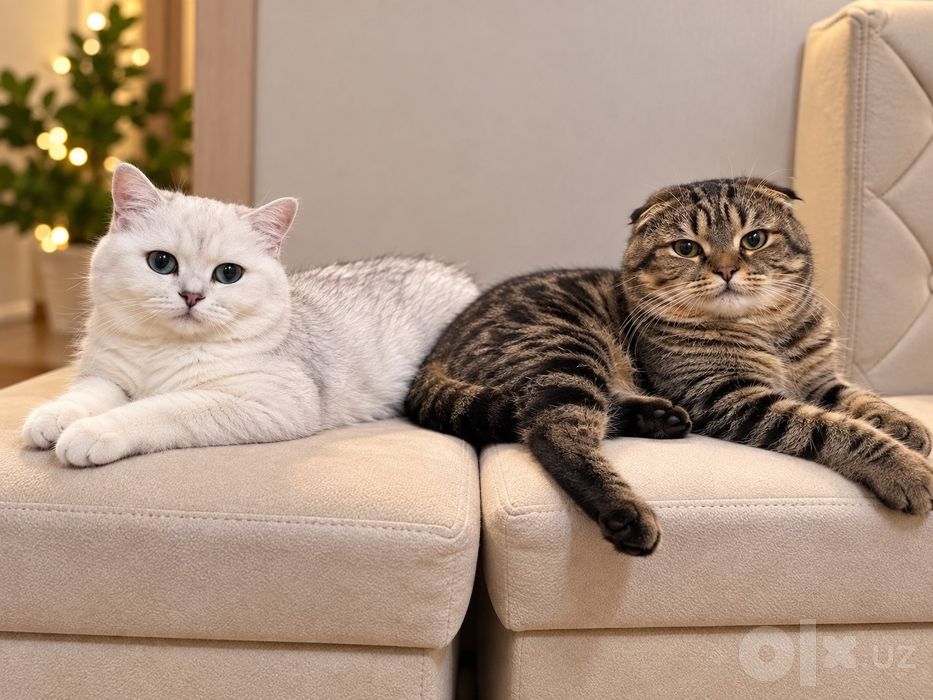 Кот и кошка (3-4) года пара продаётся
