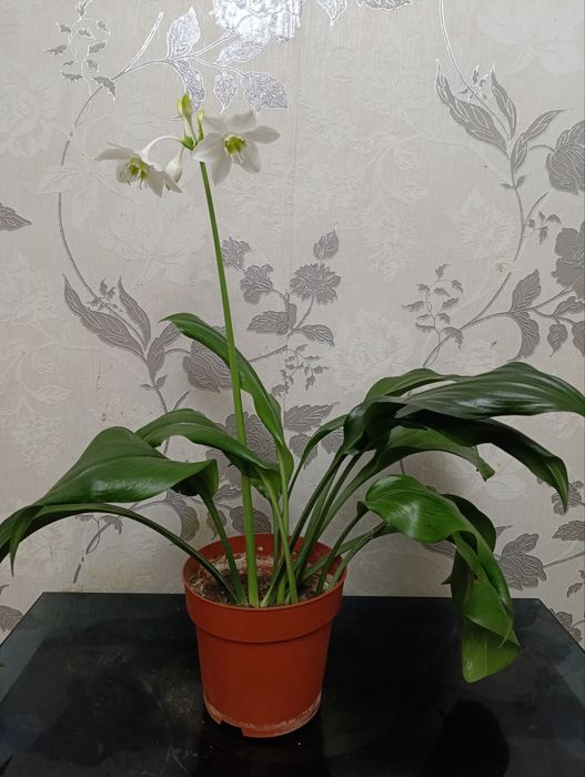 Амазонская лилия, цветение 09 февраля 2026г.