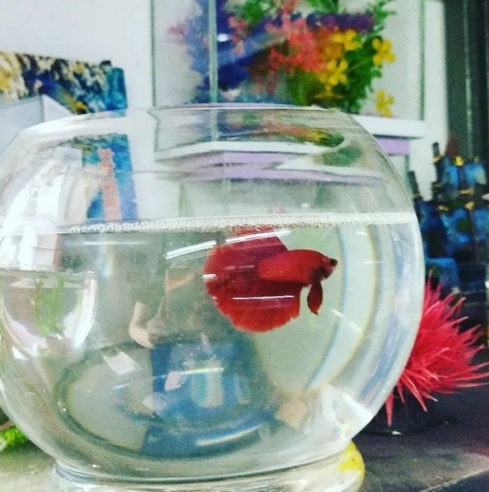 Аквариумы в Афалине