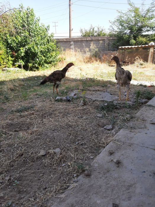 Bobo tovuqla sotiladi