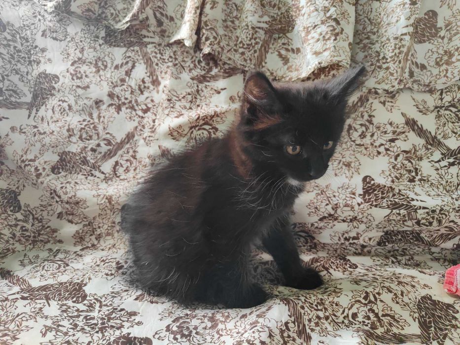 Котят в добрые руки