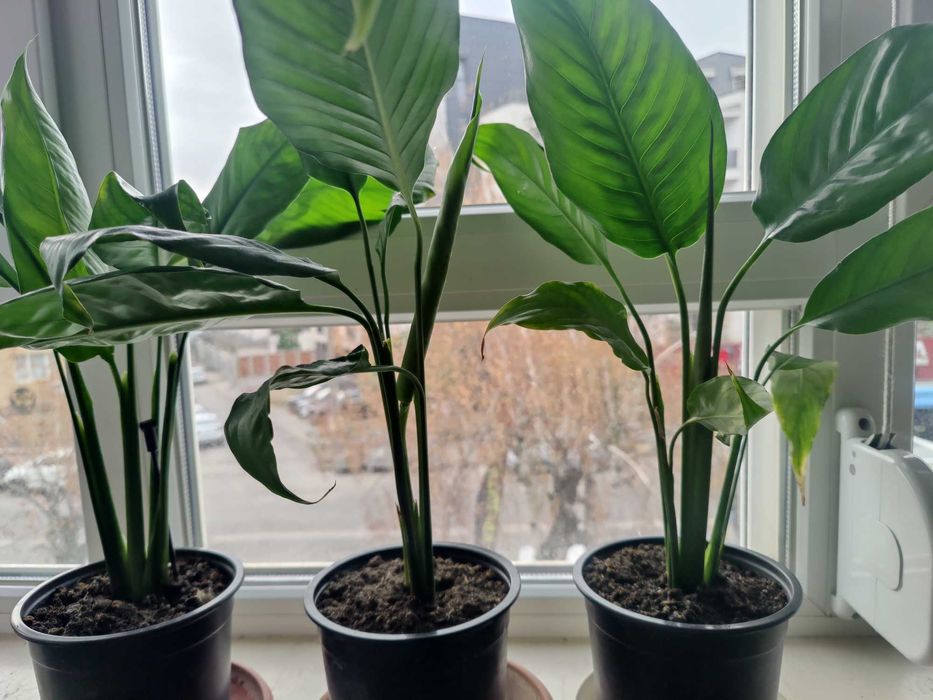 Продавам цветя Спатифилум - големи, преди пролетен цъфтеж