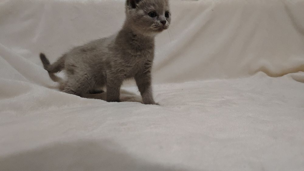 Продам шотландских котят