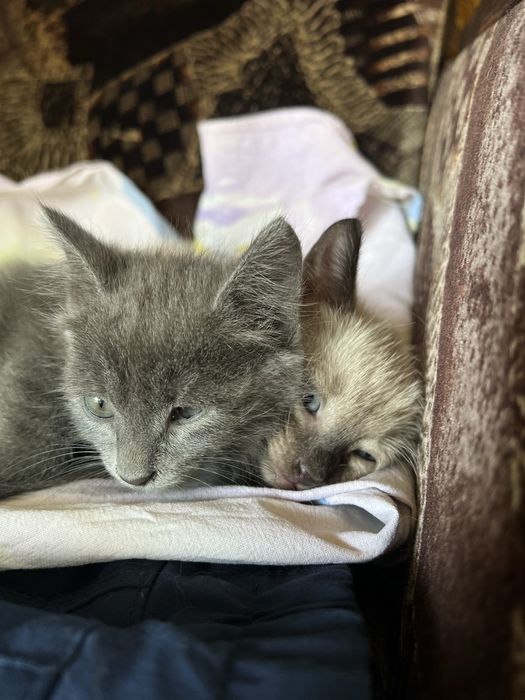 Котята, сегодня бесплатно, завтра скидка 100%