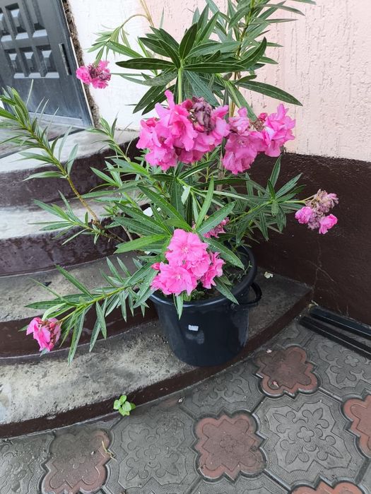 Продается Алеандра цветы