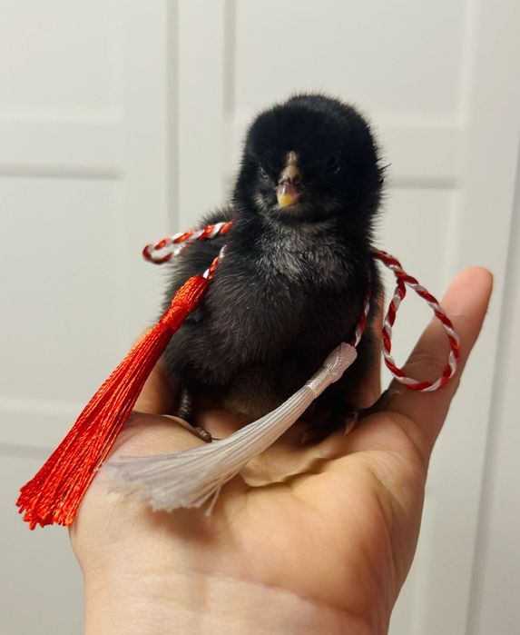 Pui de Marans ;Australorp:Crem legbar; Olive
