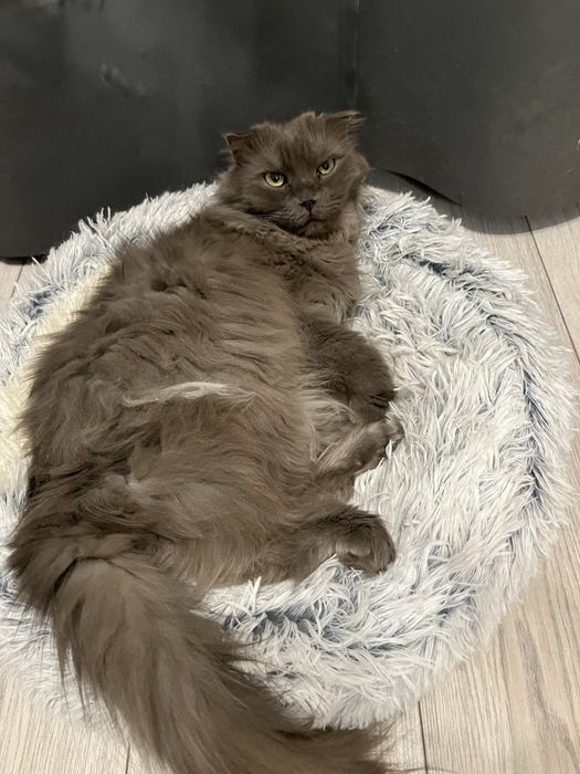 Ищем семью для очень милой кошечки