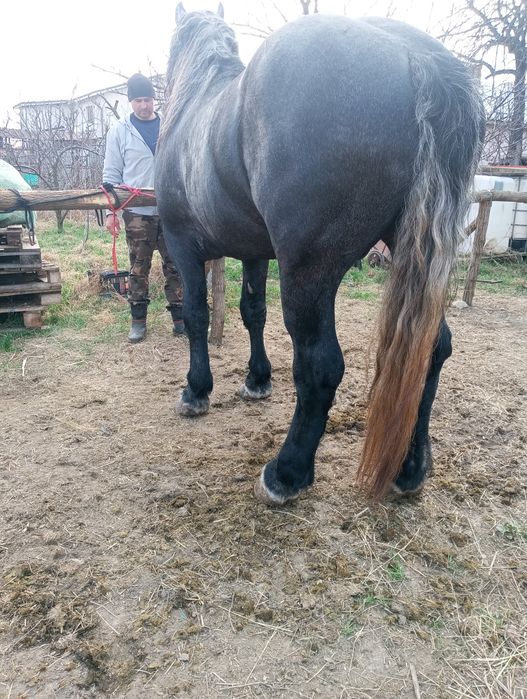 Armăsar Percheron pentru monta