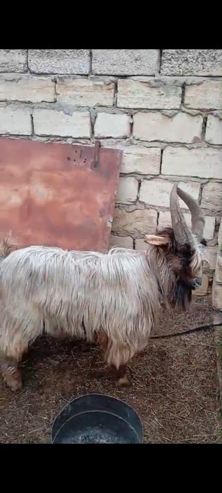 Теке сатылады.Мағыстау-5 те тұр.