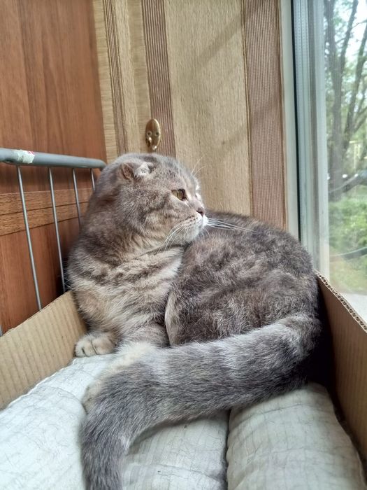 Кошечка вислоухая. Даром